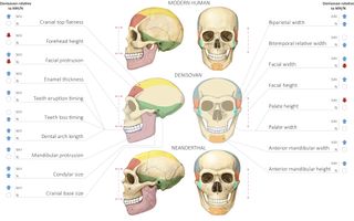 This chart from the new study compares predicted anatomical differences in the skulls of Denisovans, Neanderthals and modern humans.