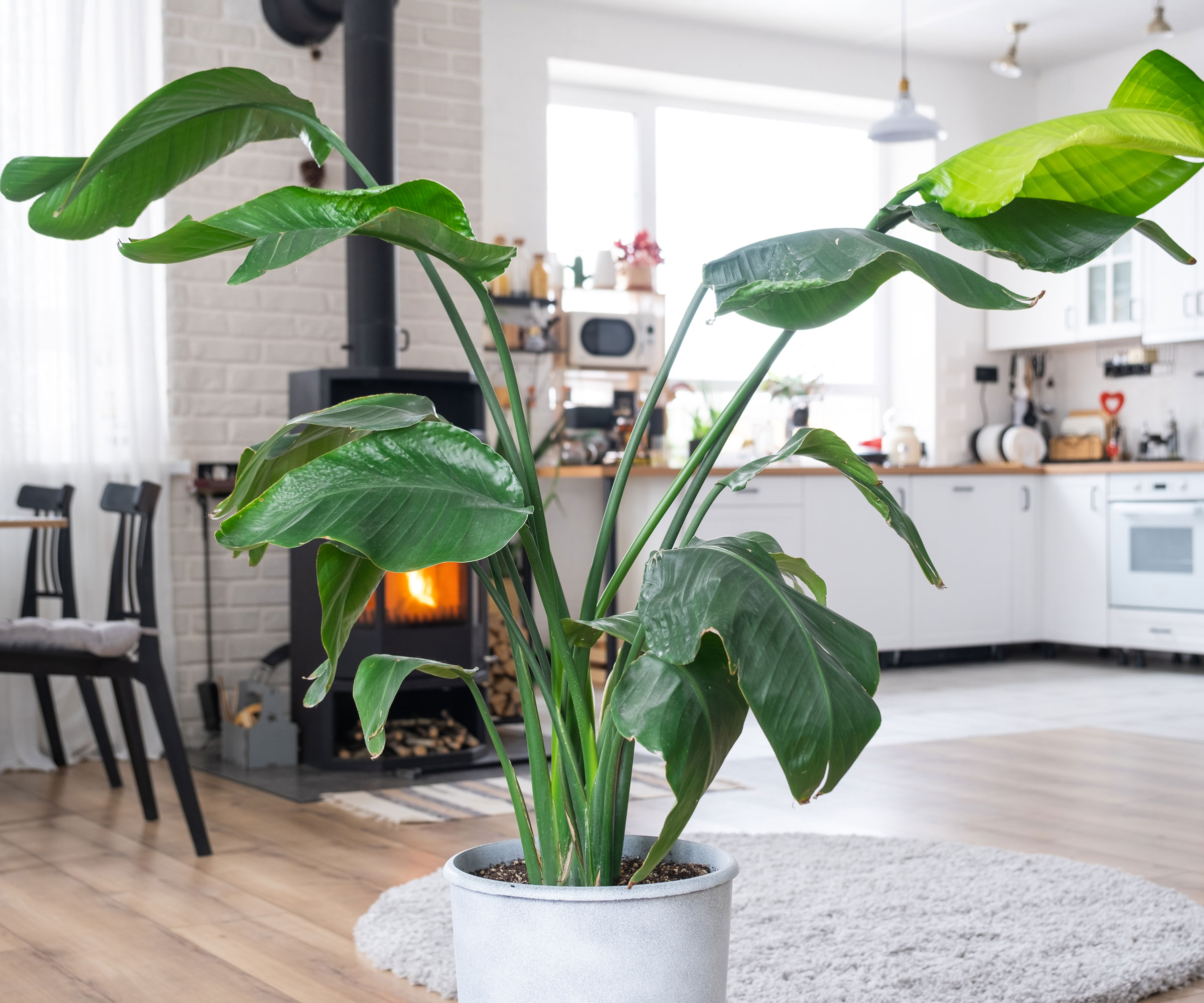 bird of paradise plant in white pot in living room