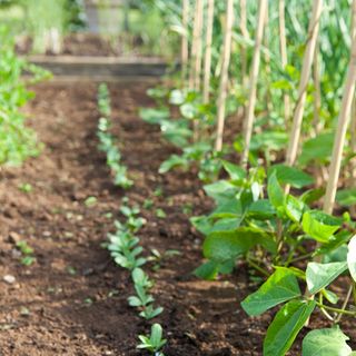 seeding for vegetable plants