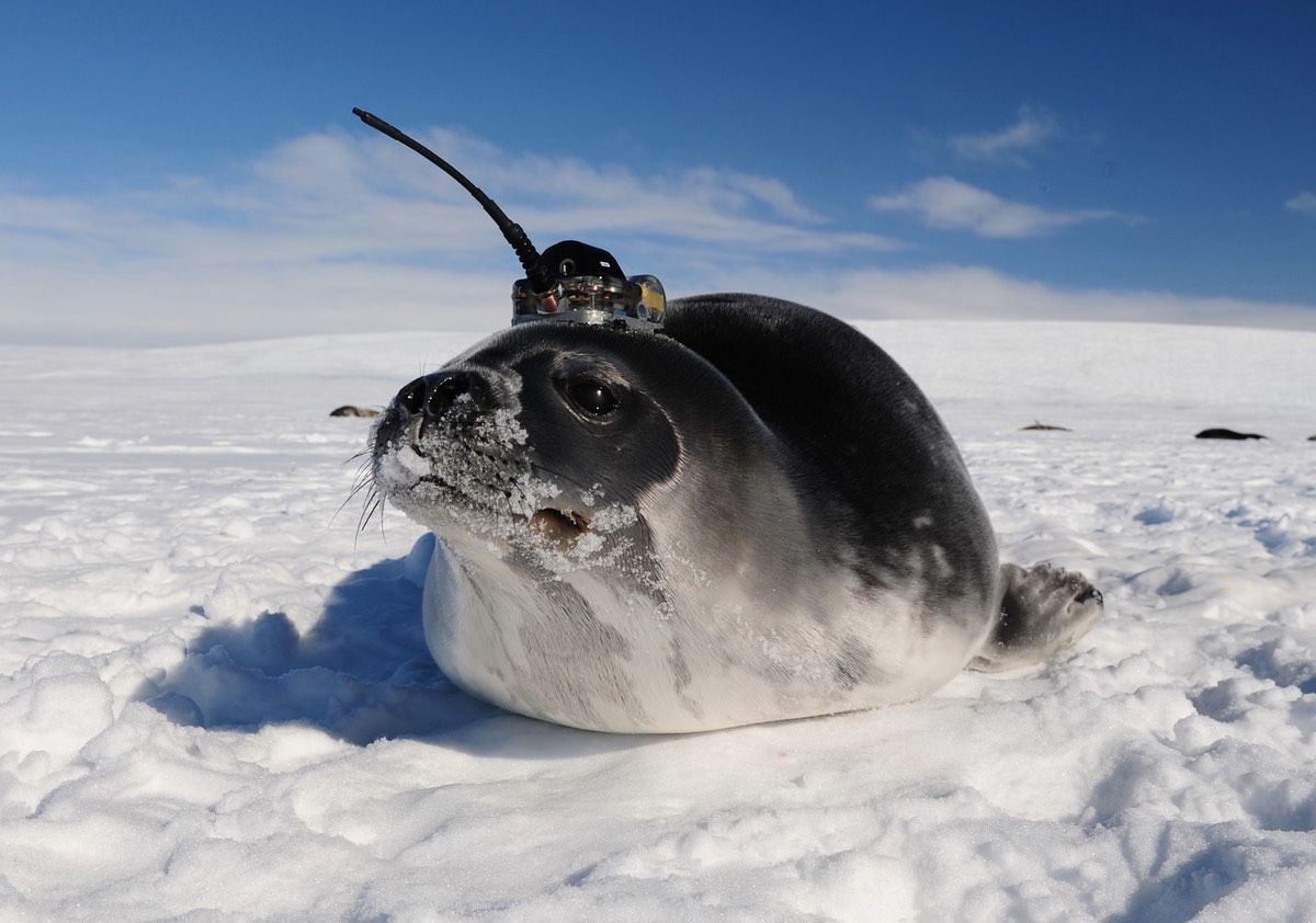 Scientists equipped seals with temporary satellite tags and sent them swimming under the sea ice in Antarctica to collect data on water conditions.