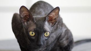 Cornish rex cat