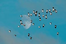 A ‘deceit’ of lapwings: distraction techniques used to deter predators are at the root of the peewit’s uncomplimentary collective noun.