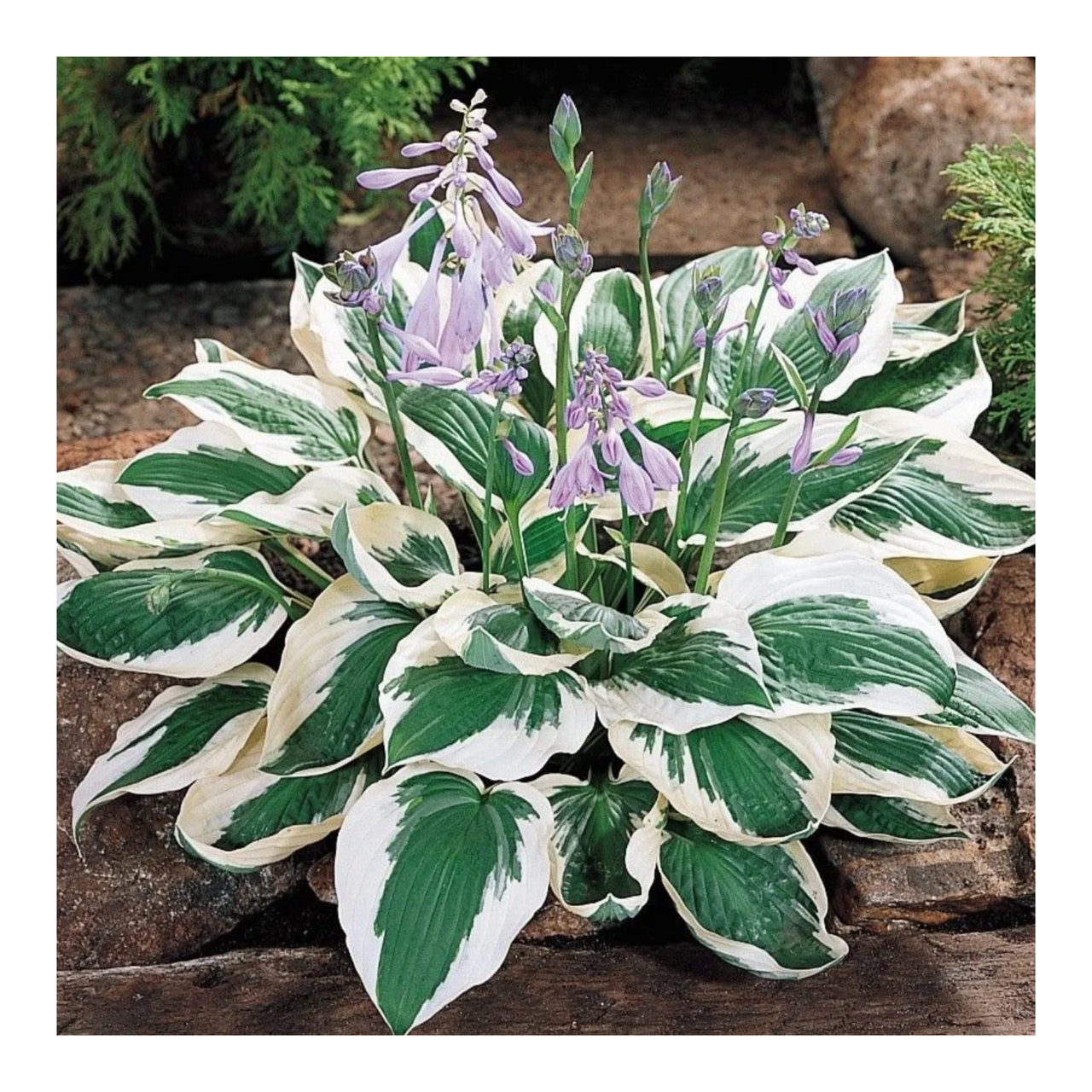 File:Hosta plantaginea Funkia babkowata 01.jpg - Wikipedia