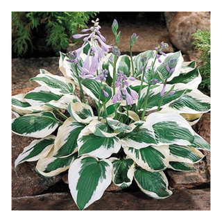 A hosta plant in bloom