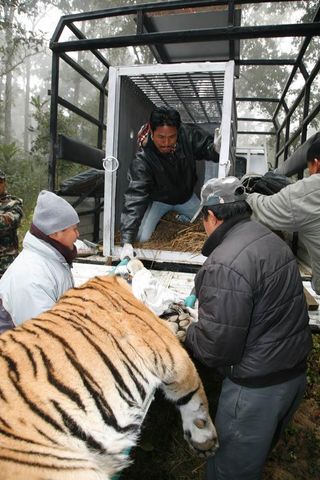 tiger-move-nepal-110124-02