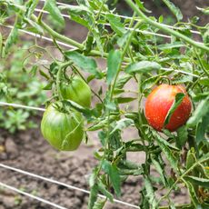 Tomatoes trellised with the Florida weave method