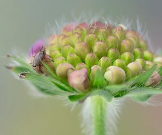 Black aphid on wildflower