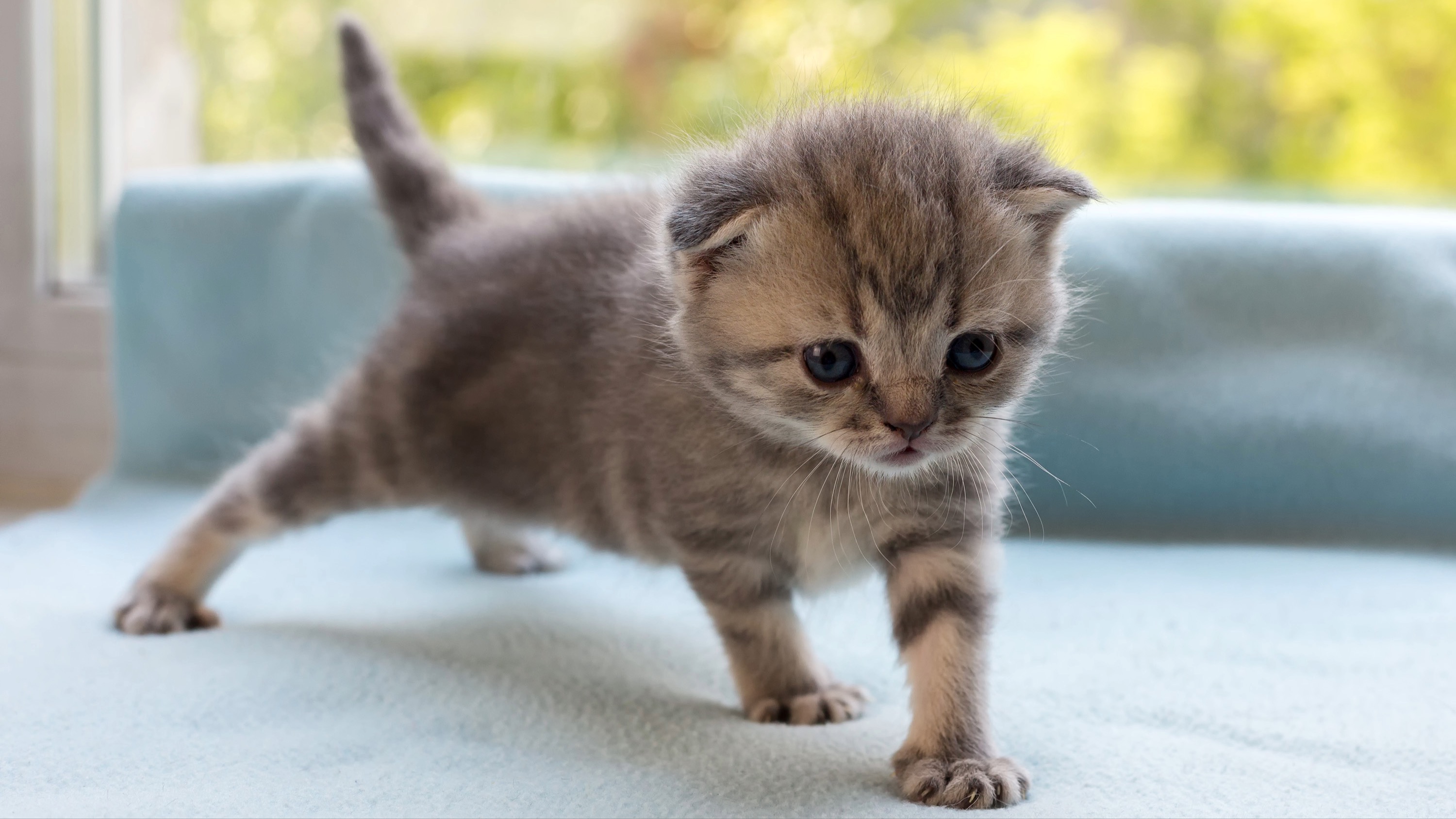 Scottish fold kitten