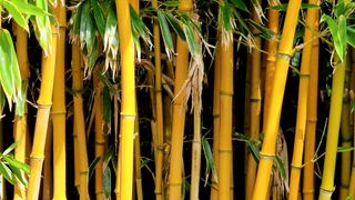 Golden bamboo