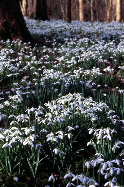 snowdrops2.gif