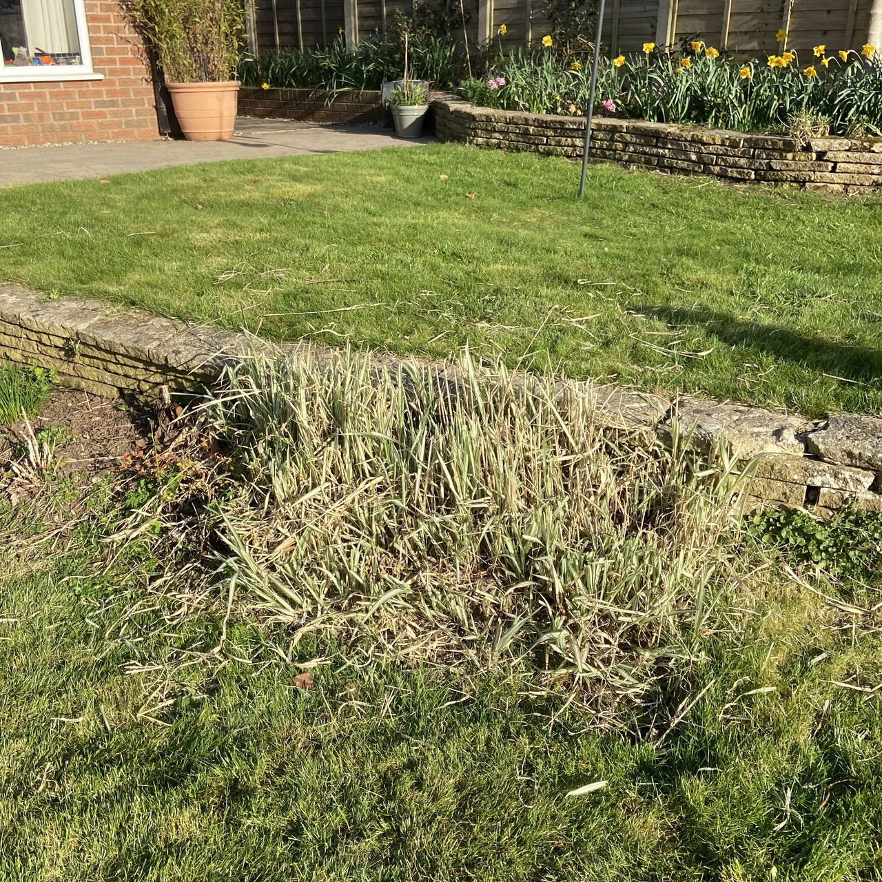 Using the Einhell AGILLO 18/200 Cordless Scythe to cut back overgrown grass