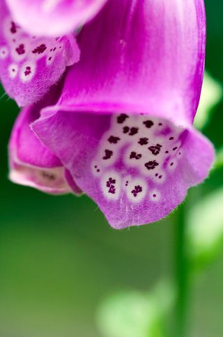 Striking beautiful foxglove flowers