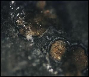 Carbonate Globules in Meteorite ALH84001