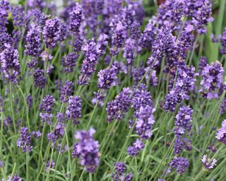 English lavender plant