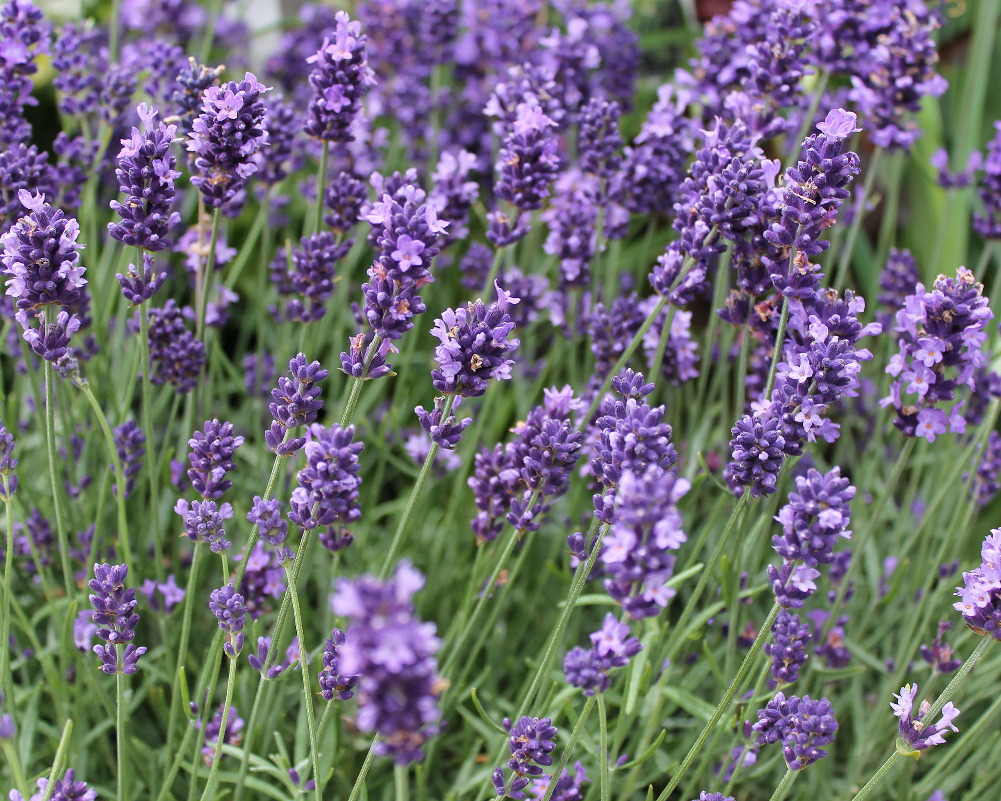 Winterizing lavender: expert ways to protect your plants | Gardeningetc