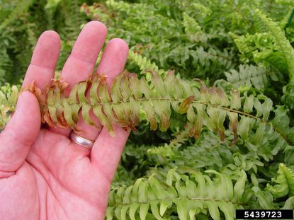 Hand Holding Browning Fern Plant