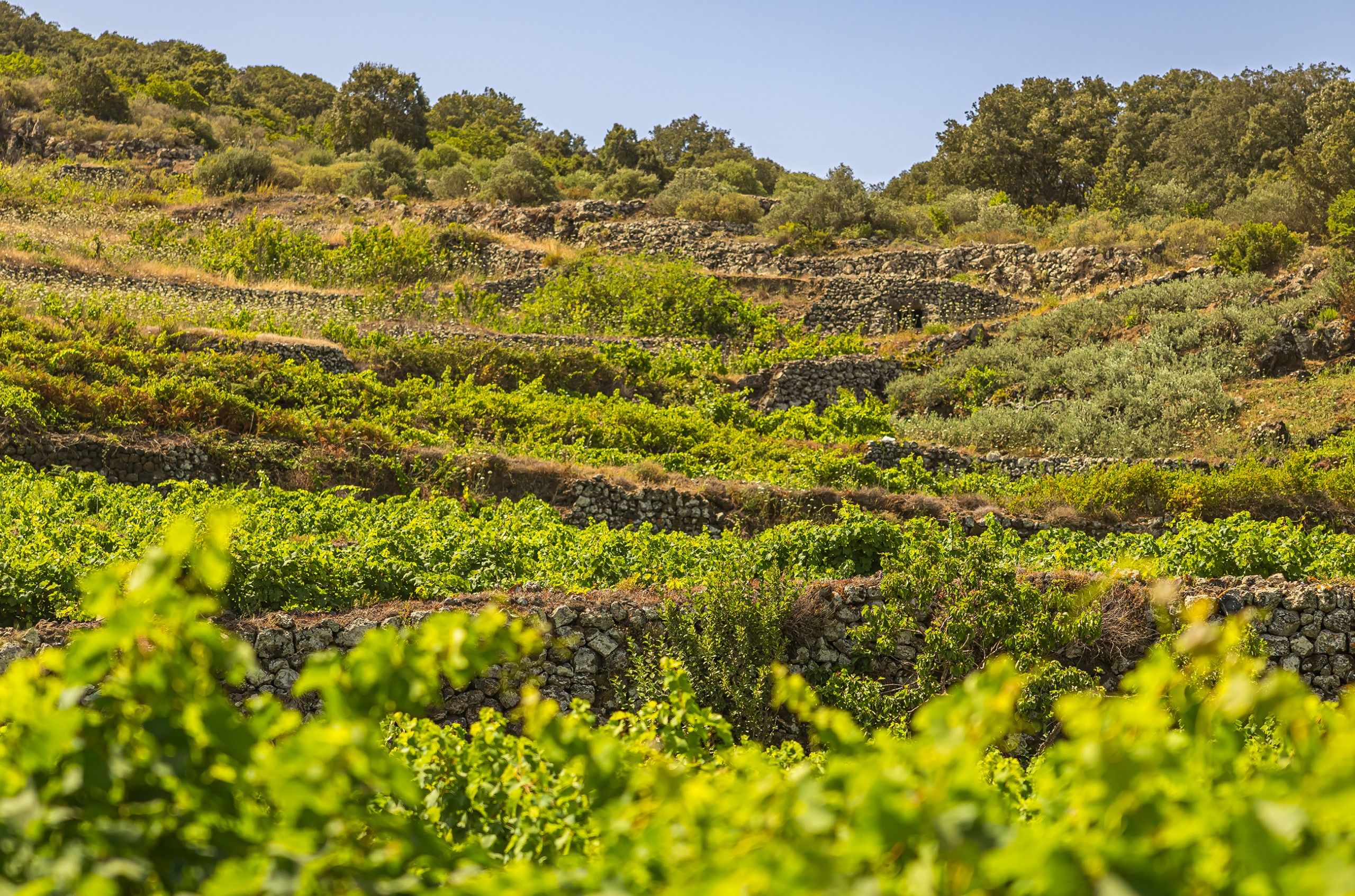 Committed to its craft: Pellegrino’s Sicilian legacy