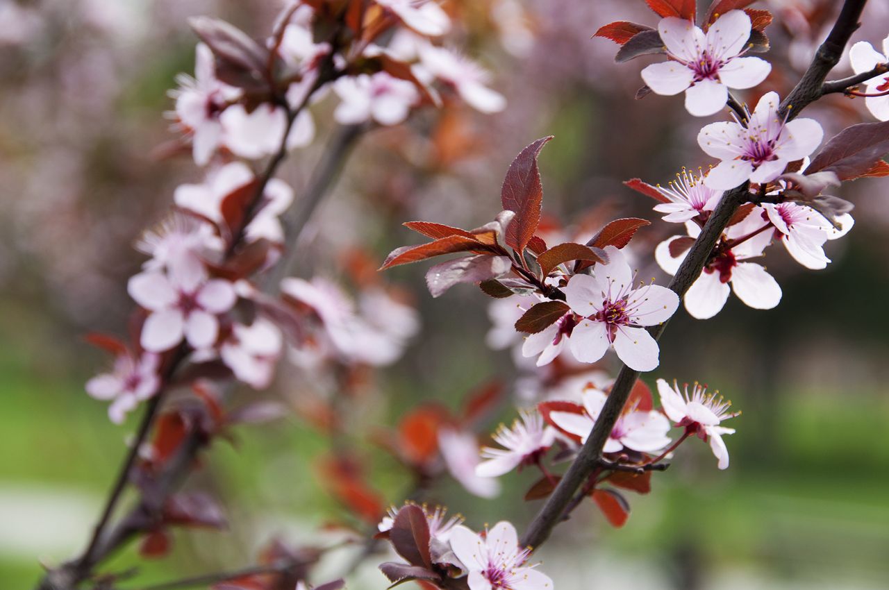 Best Fast-growing Flowering Trees: 10 Beautiful Ideas 