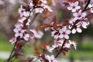 Sargent's (sakhalin) cherry at bloom