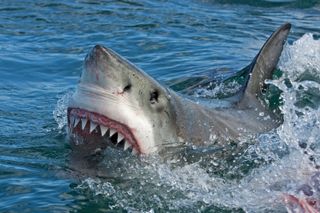 Great white shark recording
