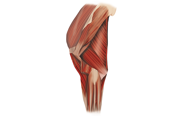 muscles.jpg