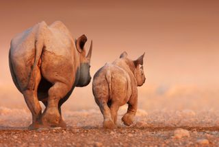 A Black Rhinoceros cow and calf