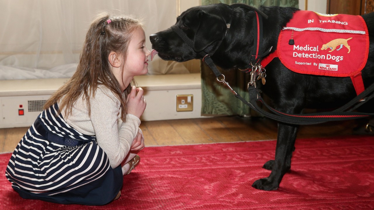 Working dogs - medical dogs