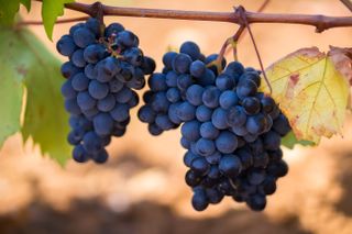 Primitivo wine grapes