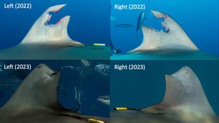 The shark's dorsal fin healed and regrew over a year. 