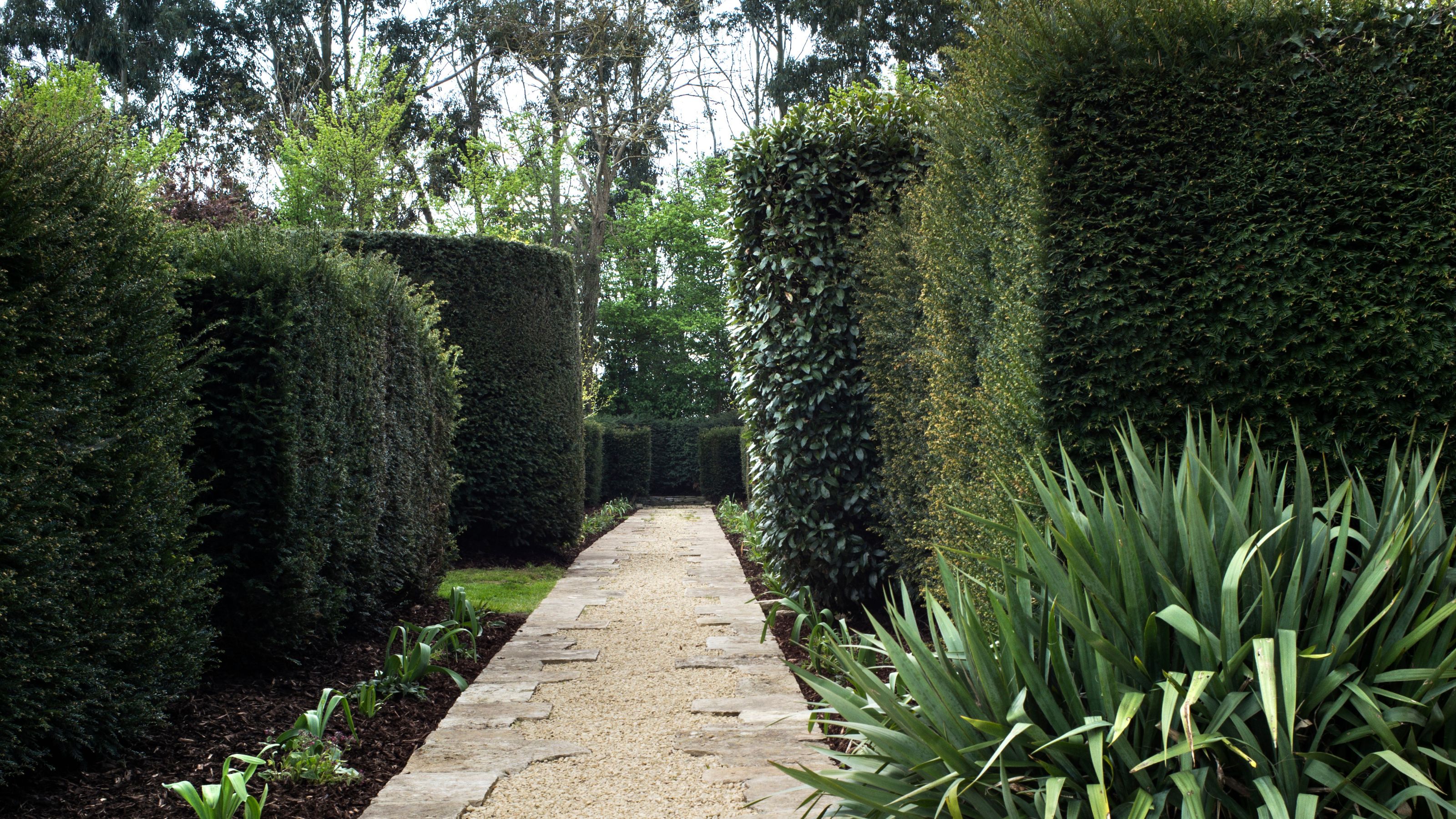 Hedges lining garden path