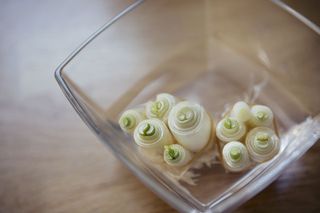 sprouting spring onion roots in water