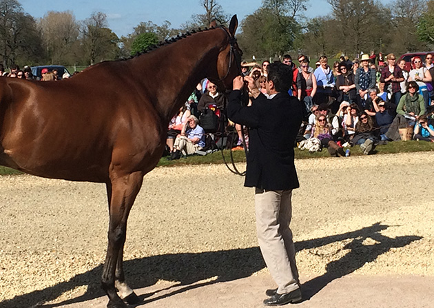 Jean Teulere fixes his bridle after it comes undone during the first trot-up at Badminton 2016