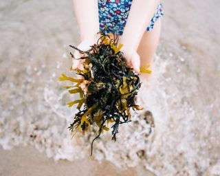 child holding seaweed collected from the sea at the beach in summer
