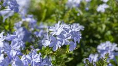Plumbago shrub with pale blue flowers