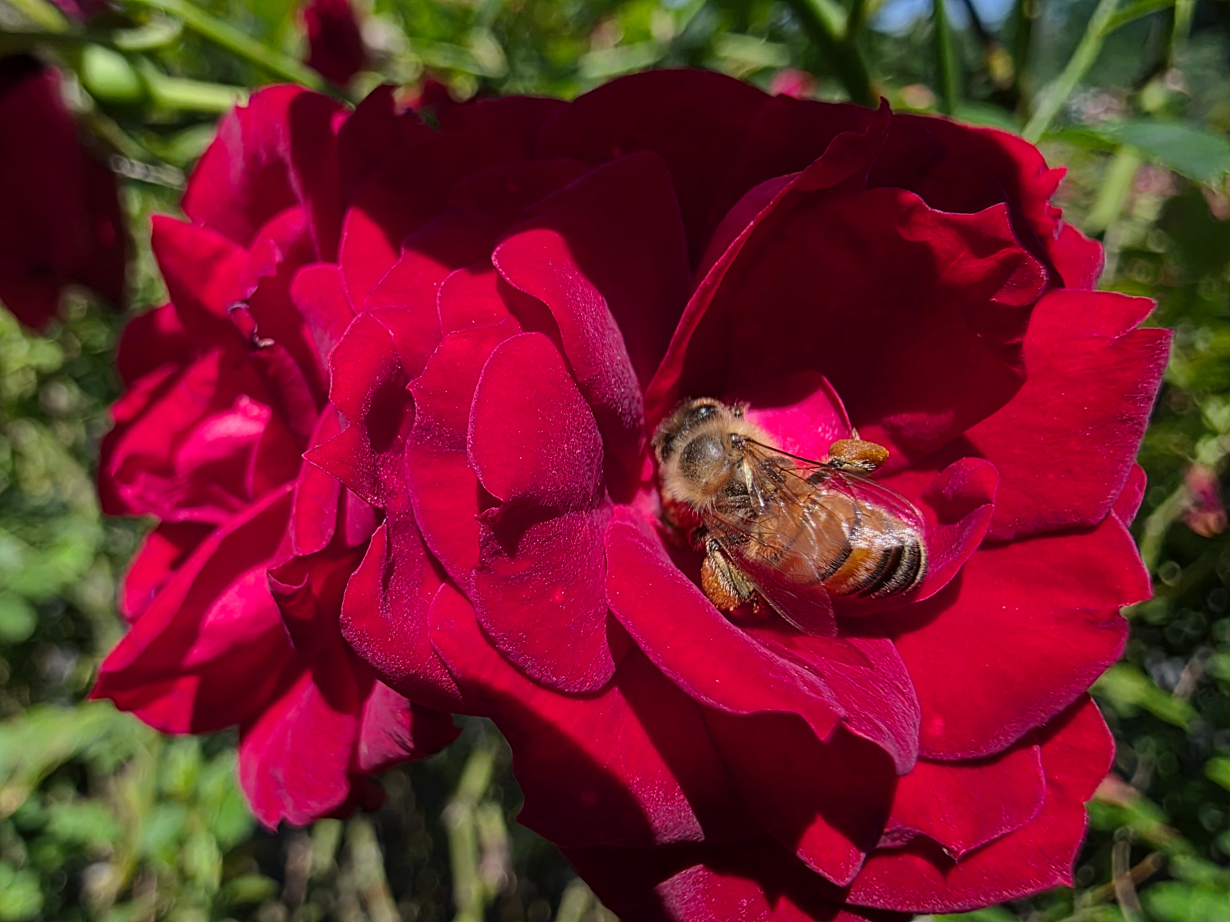 A bee working in a red rose taken with a Samsung Galaxy S25 Ultra