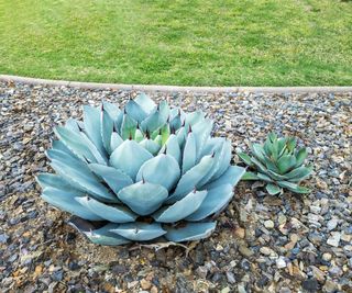 Agave Parryi in desert style Xeriscaping