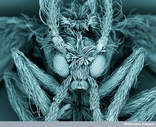 This false-colored image of a moth fly reveals the insect's fuzzy body and compound eyes.