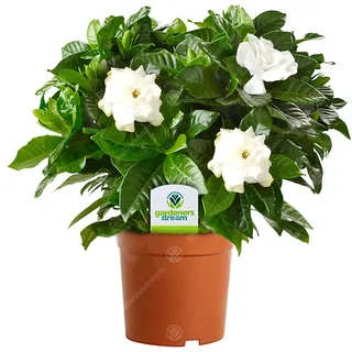 Gardenia Jasminoides