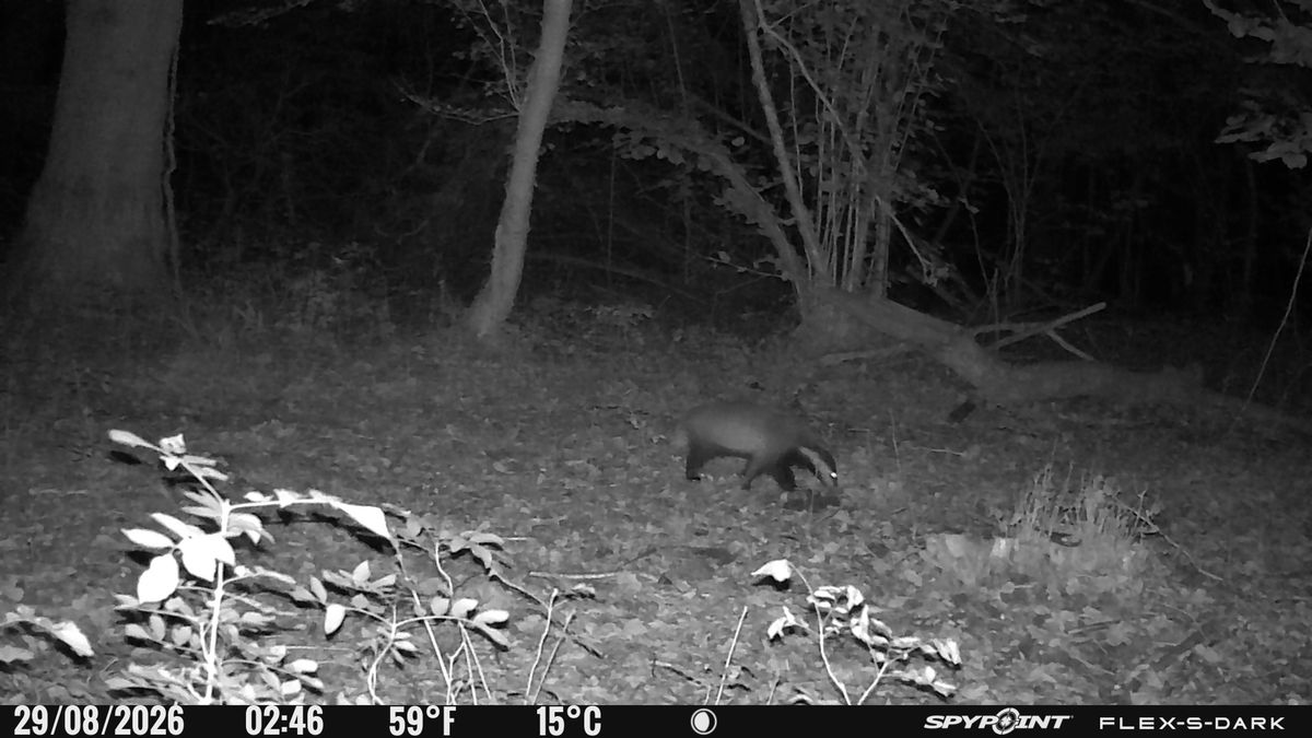 Nighttime images from the Spypoint FLEX-S-Dark trail camera