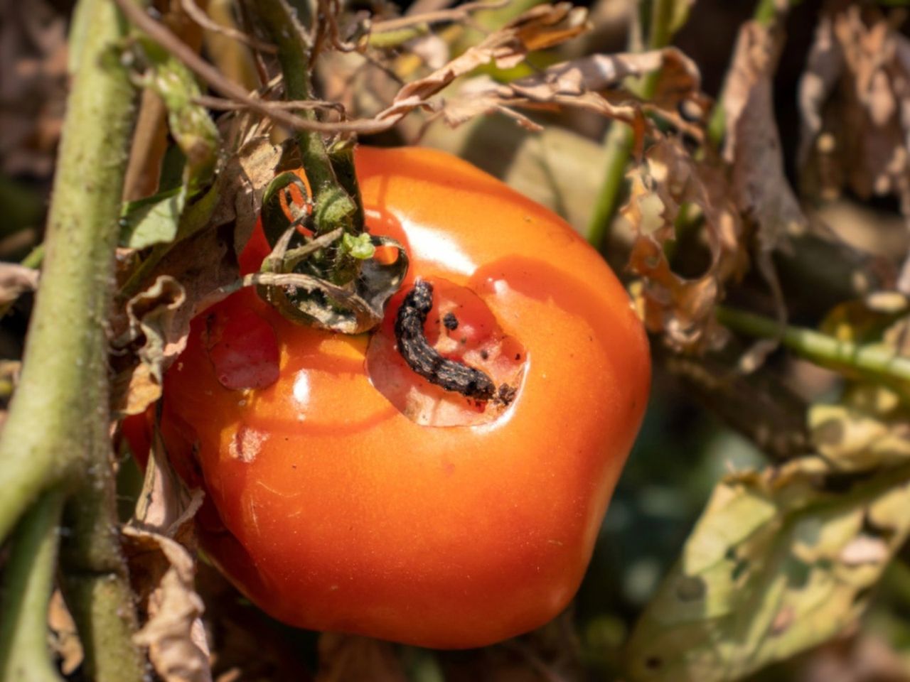 Pinworm In A Tomato