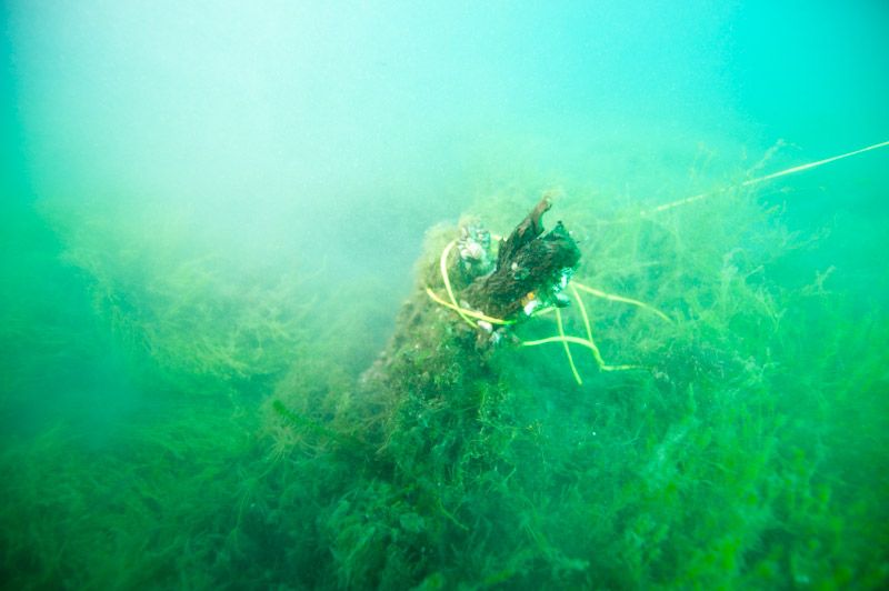 underwater wood from straits of mackinac