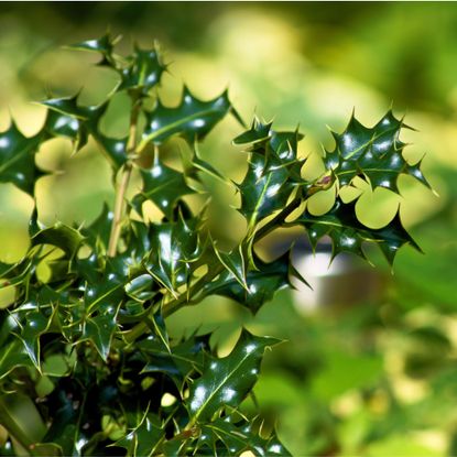 Holly hedging