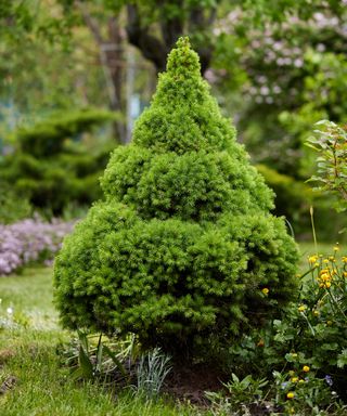 dwarf white spruce growing in garden