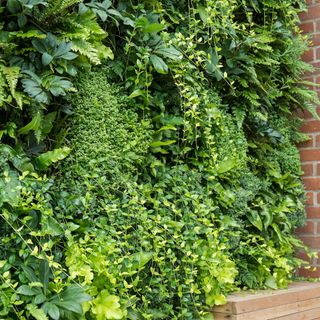 green living wall with planted vertical garden