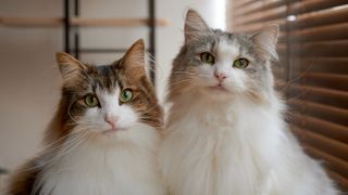 Two Norwegian Forest cats