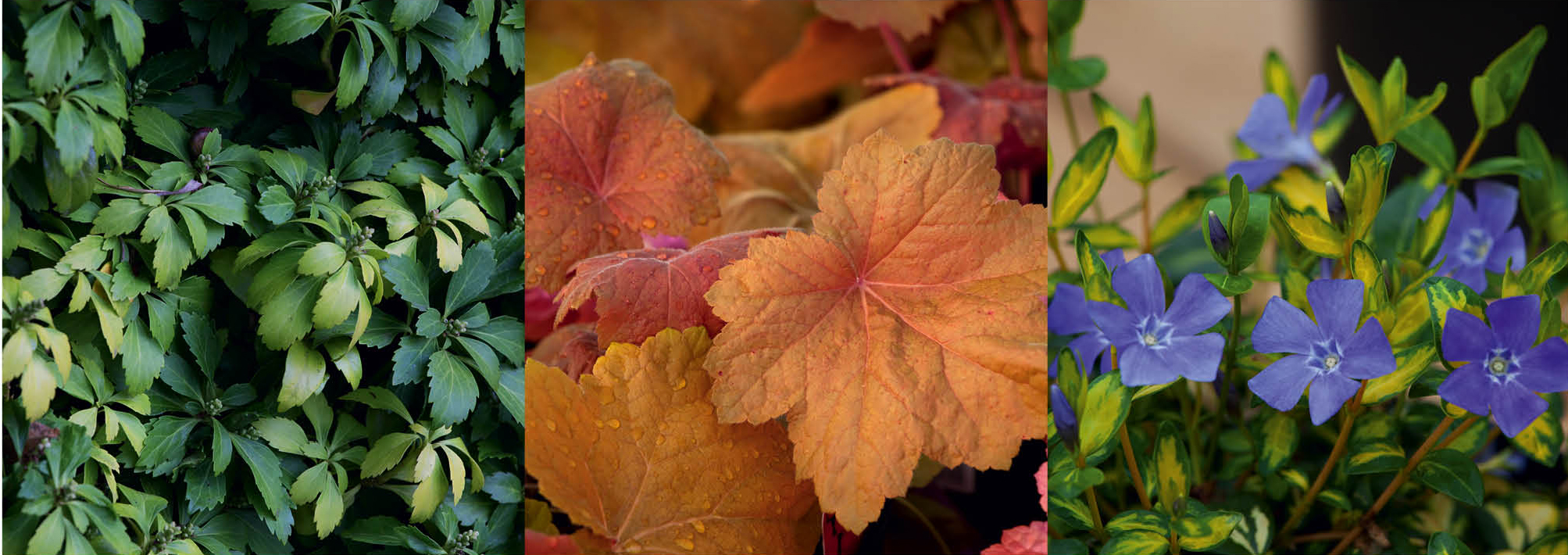 plant palette vertical