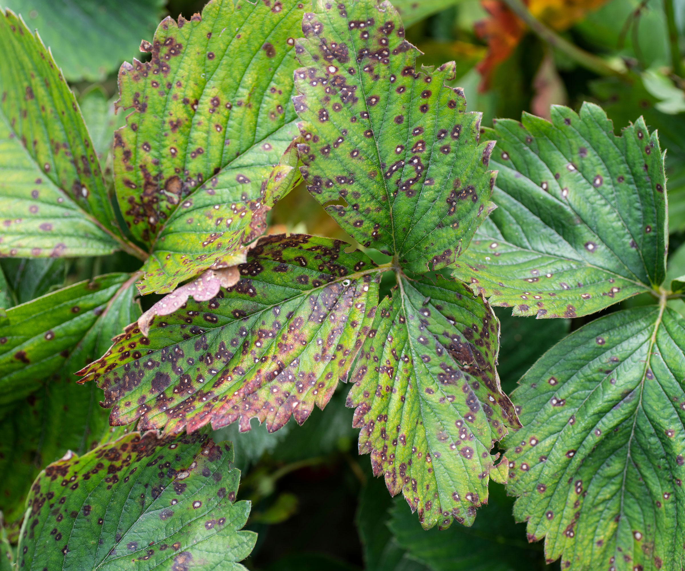 strawberry plants with leaf spot