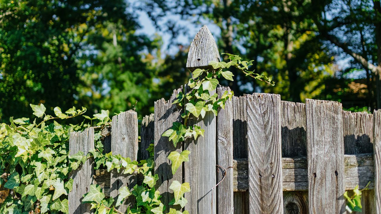 Ivy climbing over wooden fence