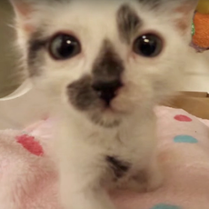 mc-kitten-nursery-video