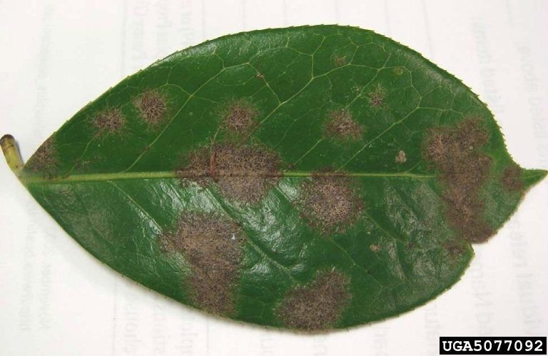 algal leaf spot